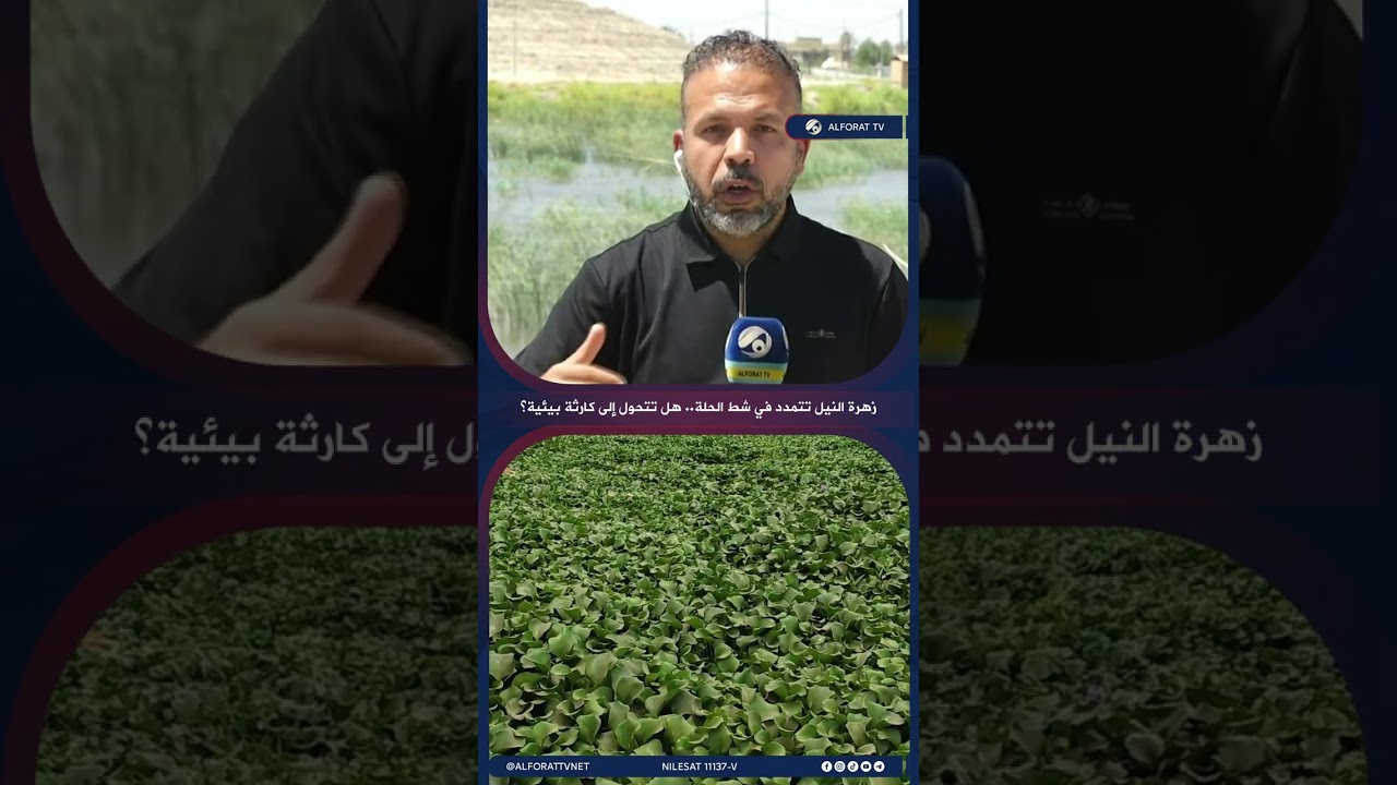 فيديو | زهرة النيل تتمدد في شط الحلة .. هل تتحول إلى كارثة بيئية؟