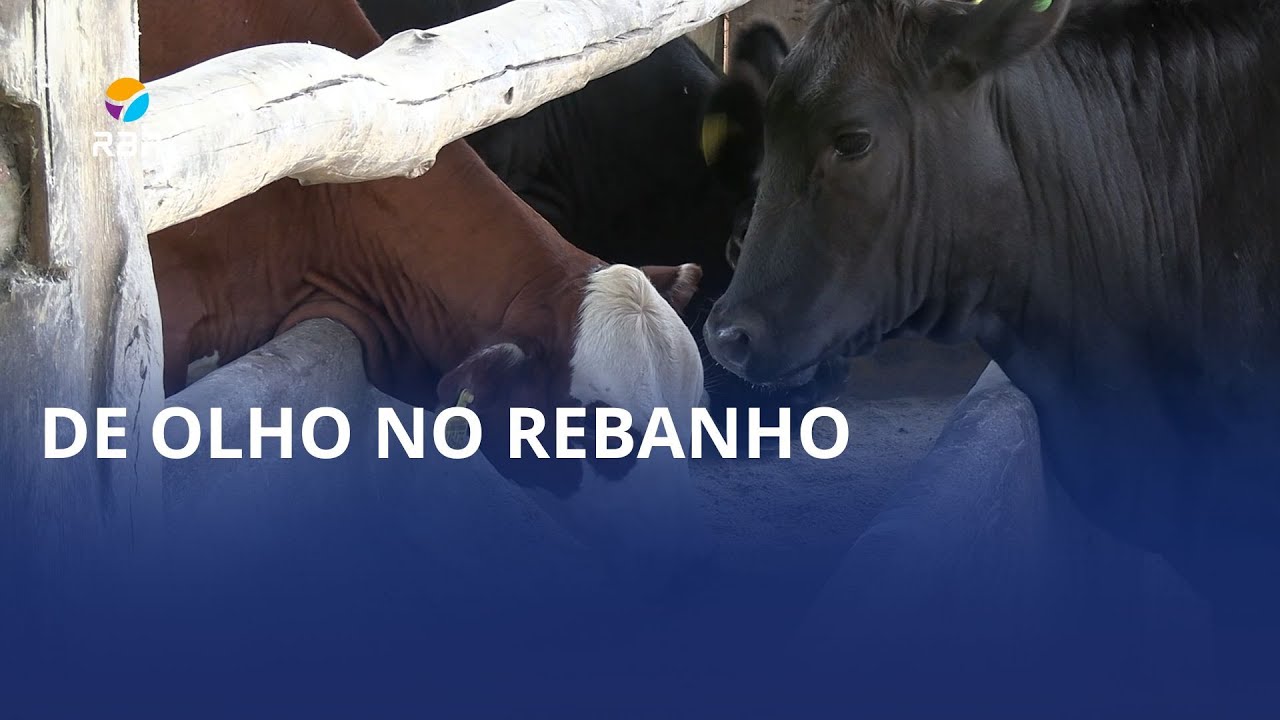 🐂 De olho no rebanho!