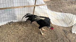 QAIB ASIL THAI PLUCKER ROOSTER STAG CHICKEN SHOW BIRD CHICK HEN EGG ASEL BRAZIL PAKISTAN ESIL SAIGON