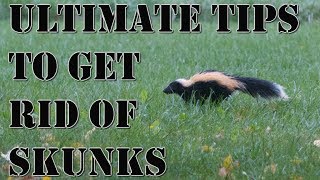 Learn How to Get Rid of Skunks Fast | BEST Repellent for Getting Rid of Skunks | How to Repel Pests