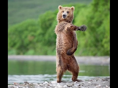Funny Dancing Animals Compilation