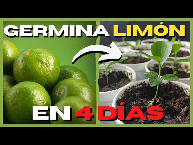 Video de pronunciación de limón en Español