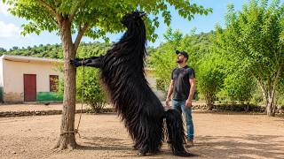 Rarest Goat Breeds in the World