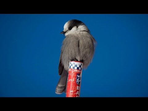 Step aside, loon: Geographic society plucks gray jay as Canada's national bird