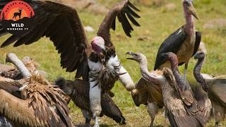 Asesinos del cielo: los cazadores implacables del firmamento #animalessalvajes | Wild Wonders TV