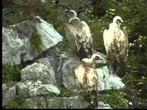 Intervento di Fulvio Genero - SentieriNatura 2011 - 03