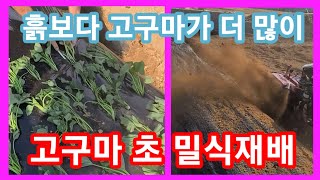 흙보다 고구마가 더 많이 달리게 초 밀식재배~ 고구마심는 방법,심는시기,심기 귀농귀촌 주말농장 텃밭