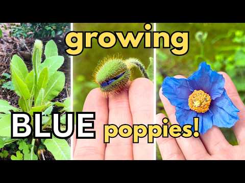 growing the BLUE poppy! Mecanopsis from seed.