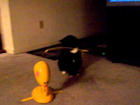 Tux as a Youngster Playing 11-2-2006