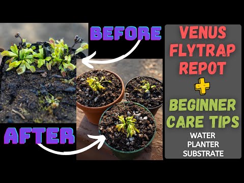 , title : 'How & When To Repot A Venus Flytrap From Propagation + Beginner Care Tips!'