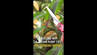 3 Reasons Your Plant Leaves are Turning Brown