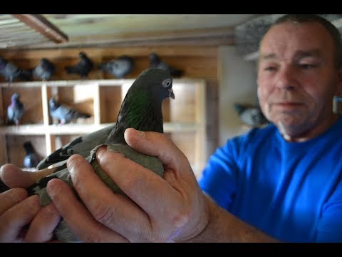 Flying Tippler endurance