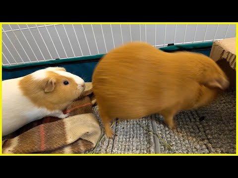 Detective Spaghett and the case of the unusual odor