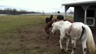 FOR SALE: Lukes Cool in Black - 2004 Mr Cool Hand Luke mare