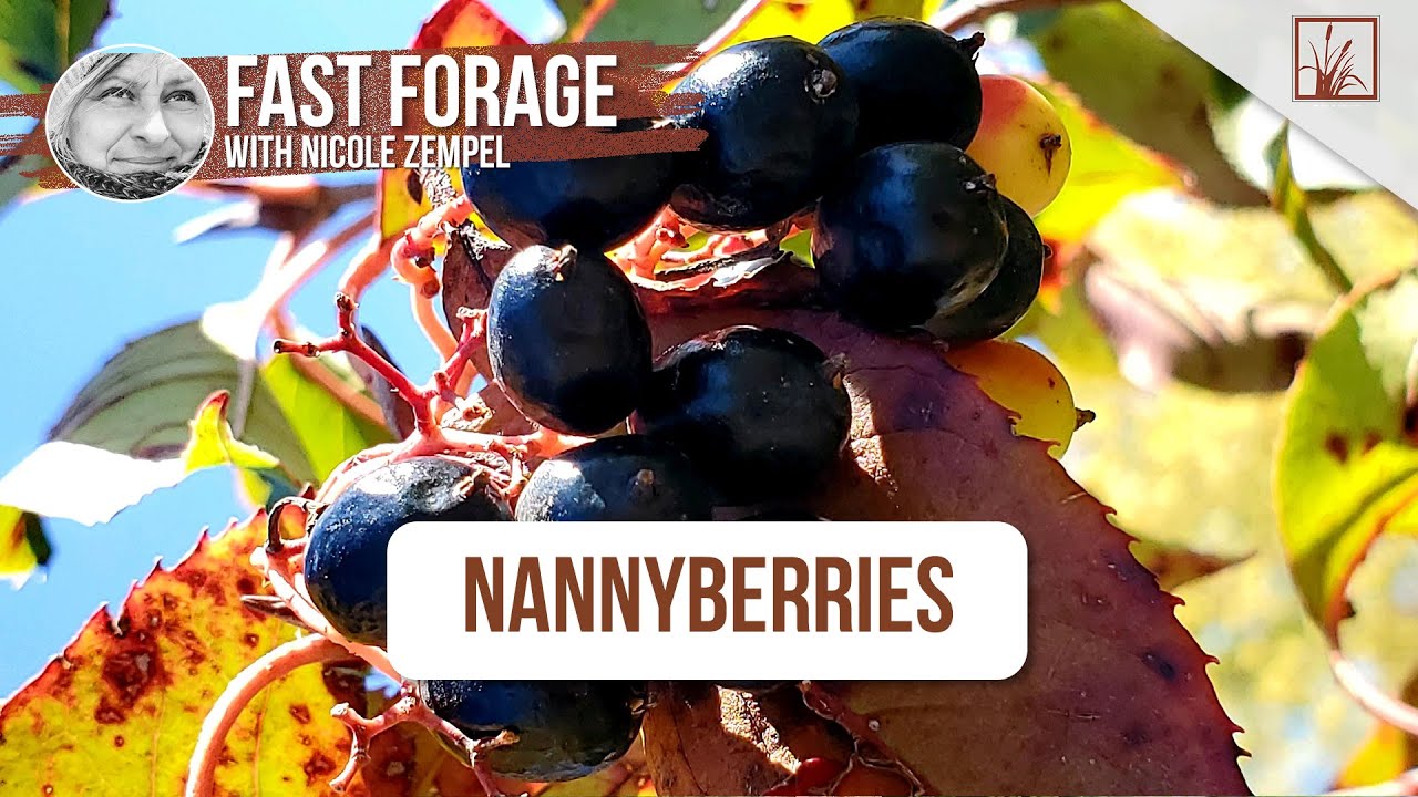 Nature's Candy: All About the Vibrant Nanny Berry