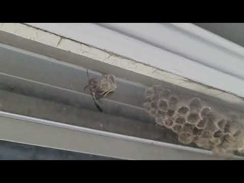 Paper Wasps Starting to Build Their Nests in the Window in Forked River, NJ