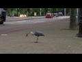 Heron Kills And Eats A Rat Subscribe Amsterdam 2016