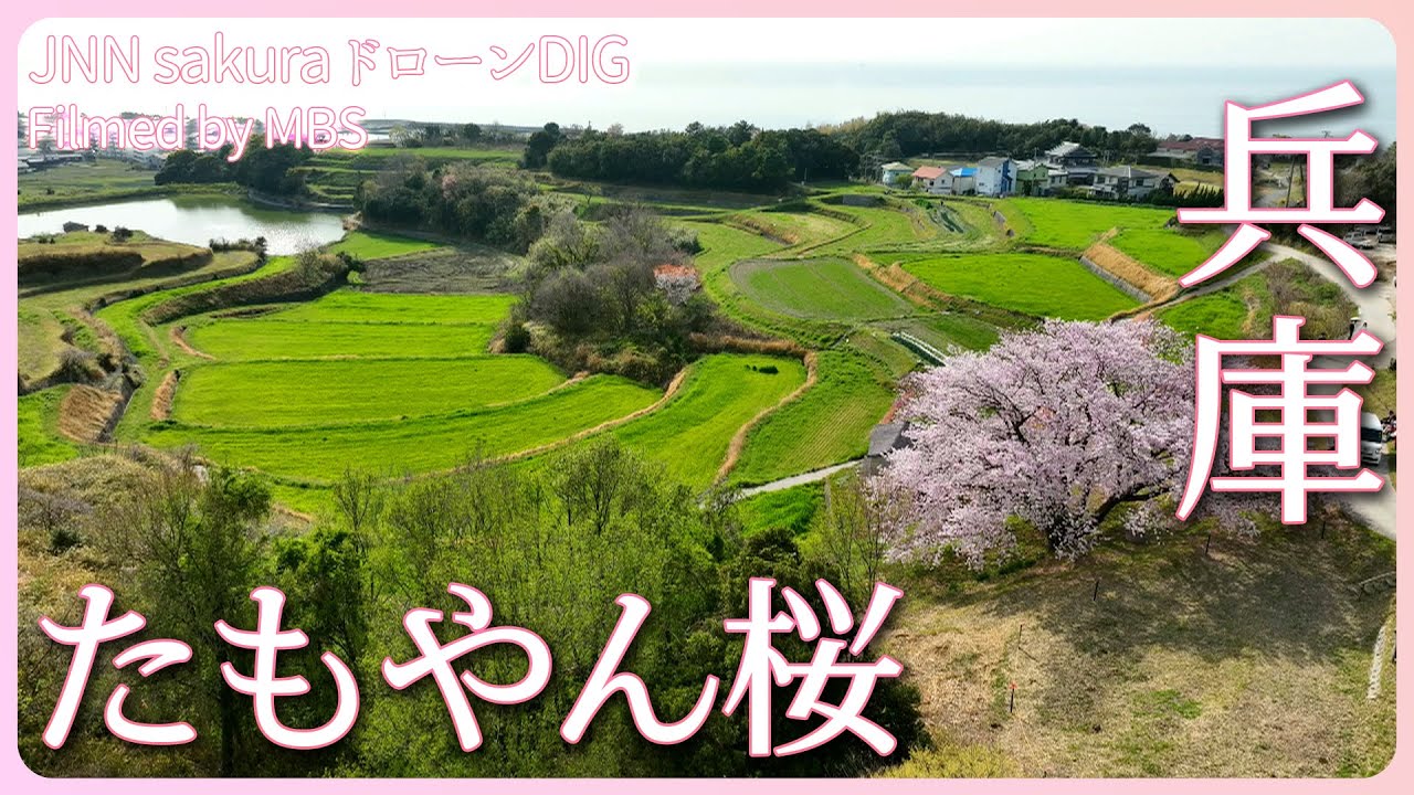 淡路島の桜の名所　たもやん桜