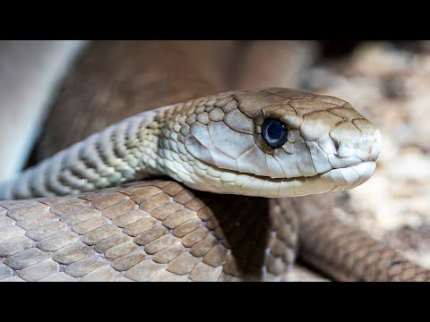 Hunting the Fastest Killer Snake in Africa