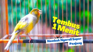 Download lagu Pancingan Kenari Gacor Panjang Durasi 1 Menit Lebih! Paling Pas Untuk Masteran Kenari PAUD mp3