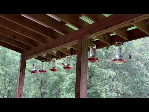 Hummingbird frenzy, Northwest Arkansas September 2021