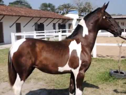 , title : 'The Modern Campolina-A Brazilian Gaited Horse'