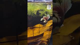 Woman Plays Tic-Tac-Toe With Pet Fish