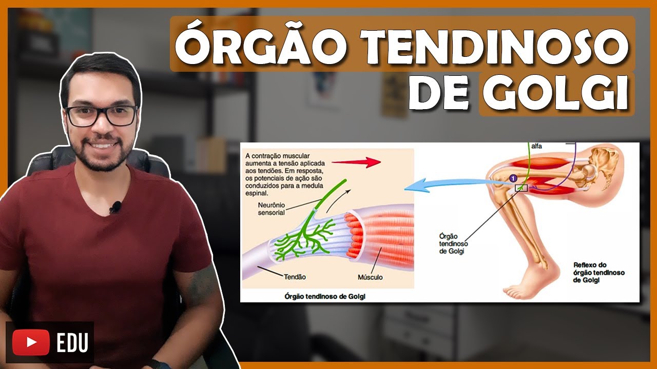 REFLEXO MIOTÁTICO INVERSO [Fibras Musculares 06]