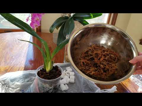 Repotting Oncidium 'Sharry Baby' in Moss