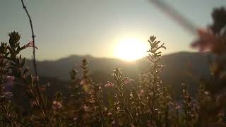 Download lagu Beautiful Sunrise & The Flowers | NO COPYRIGHT VIDEO 314 #short #subscribe #shortvideo mp3 Download lagu Beautiful Sunrise & The Flowers | NO COPYRIGHT VIDEO 314 #short #subscribe #shortvideo mp3