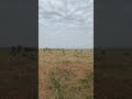 Maasai Mara Safari Experience Masaimaranationalpark