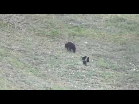 Видеофакт: медведицу с тремя медвежатами запечатлели на устье Буотамы
