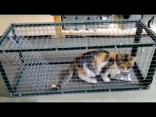 Волонтёры отлавливают бездомных животных