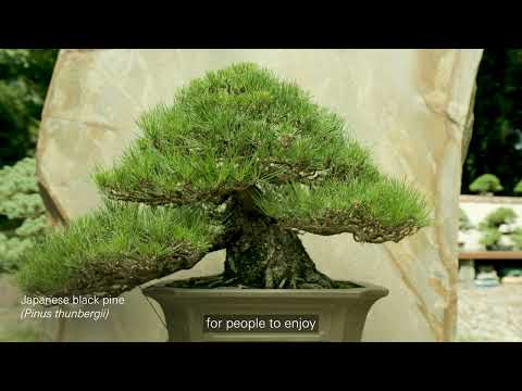 The Gift of Bonsai from the Kennett Collection