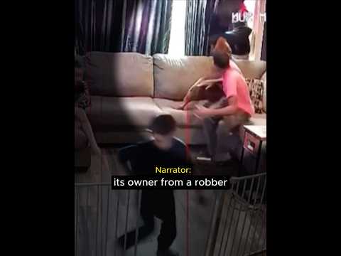 A Pitbull saves its owner from a robber
