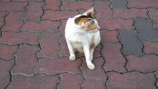 Pussy Cat Samsung ST600 Video Sample