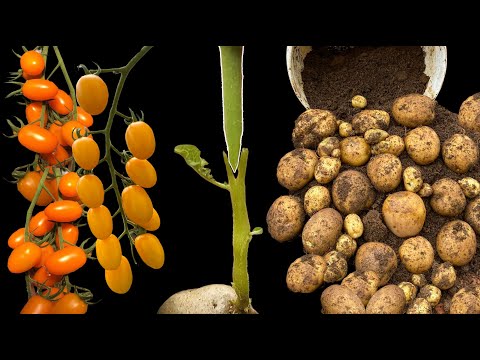 It's a pity to know how to plant this tree late | Grafting Tomato and Potatoes