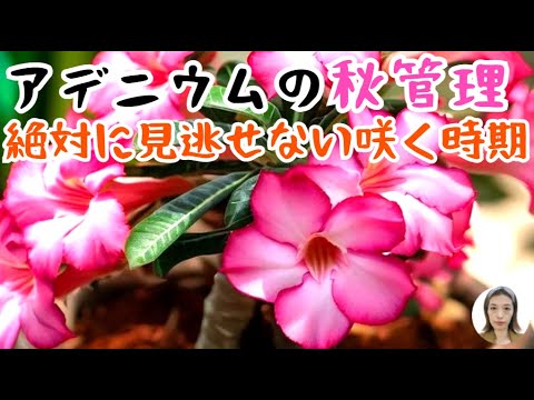 園芸 ミザリー、リオの儚さ
