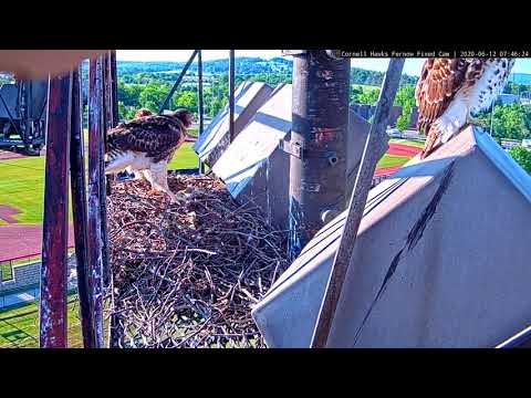 J2 Fledges! Red-tailed Hawk Chick Takes Flight After Slipping Off Stadium Light – June 12, 2020