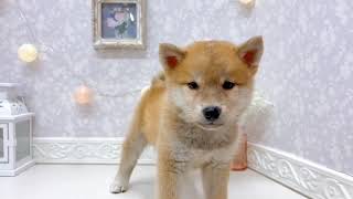 柴犬の動画01