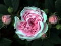 (BEST) Maria Callas~ Si mi chiamano Mimi-La ...