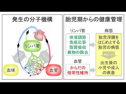 【医学部医学科】最先端の研究紹介２（薬理学）
