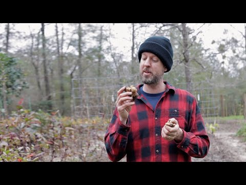 Ich liebe und hasse dieses Gemüse