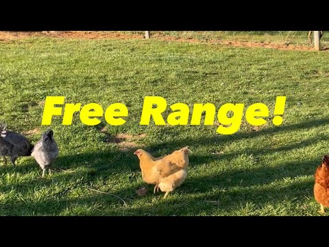 Will Chickens Stay in Your Yard!?!?