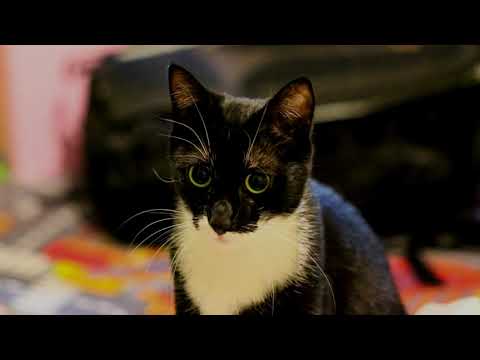 3 Hours "The Blue Danube" Johann Strauss