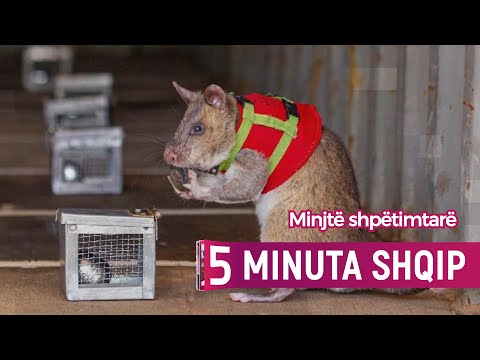 Minjtë shpëtimtarë të të mbijetuarve nga tërmeti