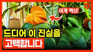 [식물을 키우면 좋은점 20가지