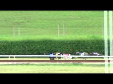 Whippet derby open 2nd semifinal