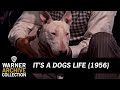 Wildfire's Last Fight | It’s A Dogs Life | Warner Archive
