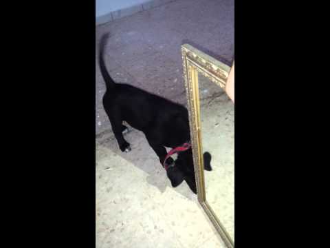 Rottweiler puppy meets a mirror for the first time